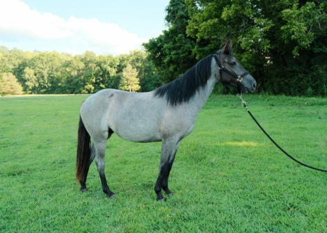 HorseID: 2306932 DELTA - PhotoID: 1090731