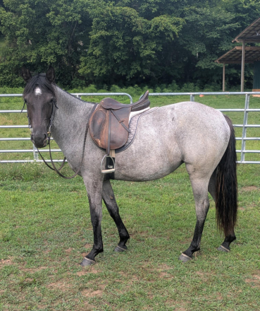 HorseID: 2306932 DELTA - PhotoID: 1090733