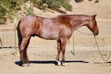 HorseID: 2307274 FIRE BAR KING - PhotoID: 1091369