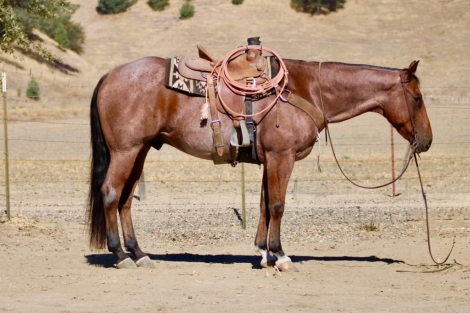 HorseID: 2307274 FIRE BAR KING - PhotoID: 1091370