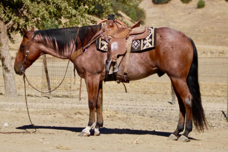 HorseID: 2307274 FIRE BAR KING - PhotoID: 1091371