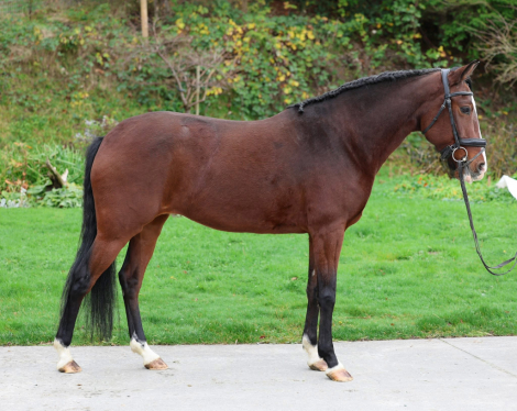 HorseID: 2307458 Sania De España Antigua - PhotoID: 1104383