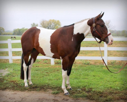 HorseID: 2307858 Twist of Fiction - PhotoID: 1091931