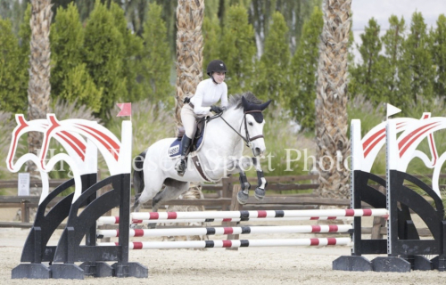 HorseID: 2308053 Dallas Cowboy - PhotoID: 1105235