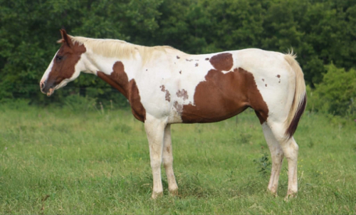 HorseID: 2308121 COWGIRL - PhotoID: 1092206