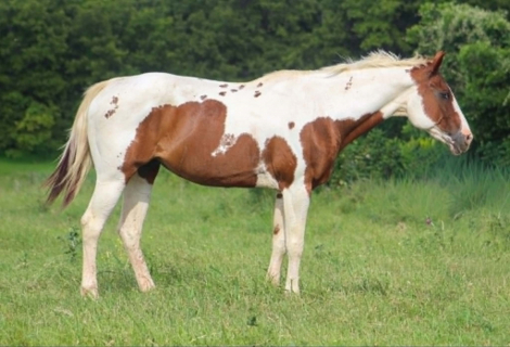 HorseID: 2308121 COWGIRL - PhotoID: 1092207