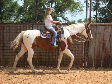 HorseID: 2308121 COWGIRL - PhotoID: 1096964