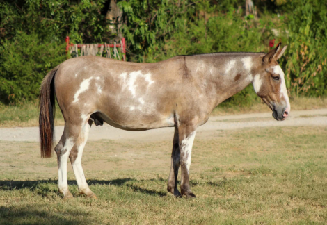 HorseID: 2308121 AXEL - PhotoID: 1092207