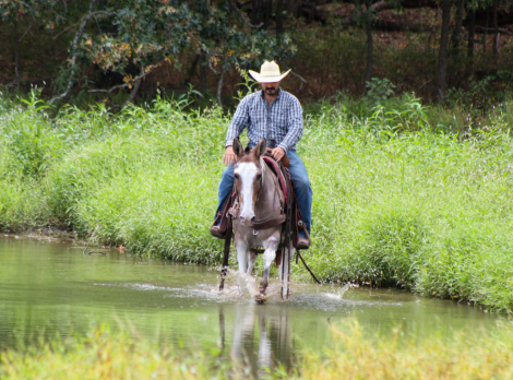 HorseID: 2308121 AXEL - PhotoID: 1092208