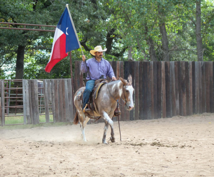 HorseID: 2308121 AXEL - PhotoID: 1096964