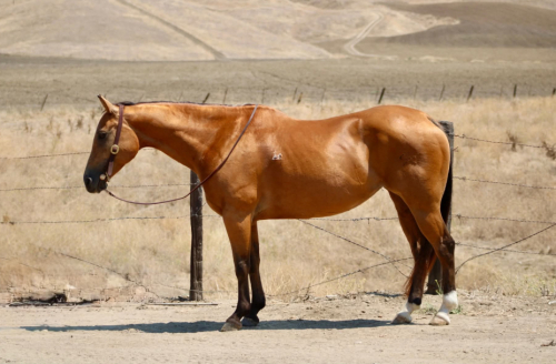 HorseID: 2308124 DELILAH - PhotoID: 1092219