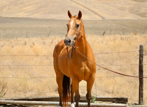 HorseID: 2308124 DELILAH - PhotoID: 1092220