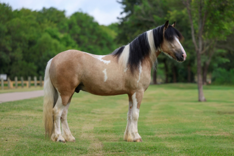 HorseID: 2308125 SIMBA - PhotoID: 1092222