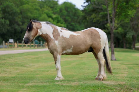HorseID: 2308125 SIMBA - PhotoID: 1092223