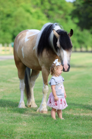 HorseID: 2308125 SIMBA - PhotoID: 1092224