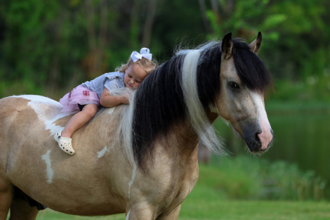 HorseID: 2308125 SIMBA - PhotoID: 1092225