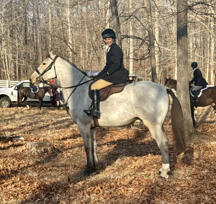 HorseID: 2308228 Dylasau Mr Bojangles - PhotoID: 1097334