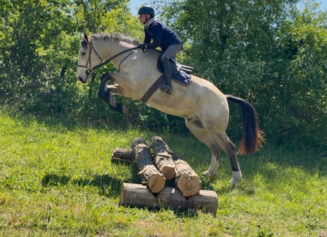 HorseID: 2308228 Dylasau Mr Bojangles - PhotoID: 1097335