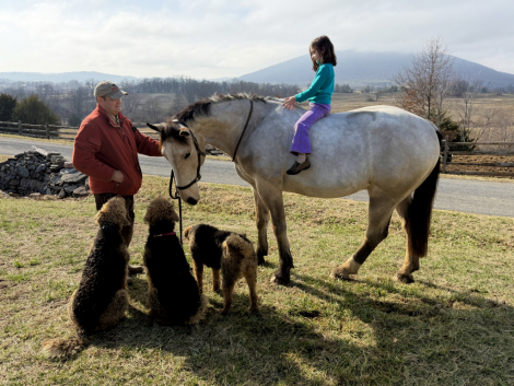 HorseID: 2308228 Dylasau Mr Bojangles - PhotoID: 1097336