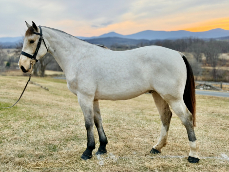 HorseID: 2308228 Dylasau Mr Bojangles - PhotoID: 1097337