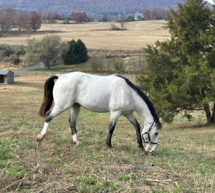 HorseID: 2308228 Dylasau Mr Bojangles - PhotoID: 1105138