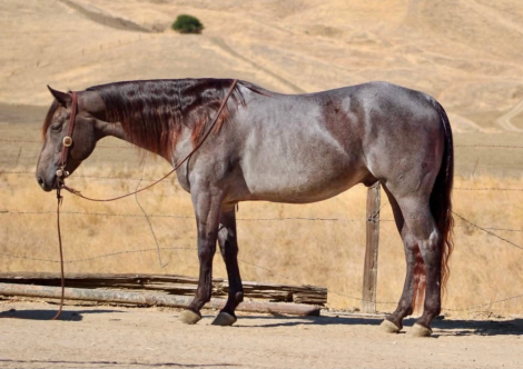 HorseID: 2308354 WRANGLERS A DRIFTER - PhotoID: 1092493