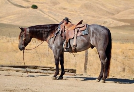 HorseID: 2308354 WRANGLERS A DRIFTER - PhotoID: 1092494