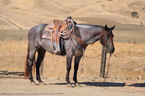 HorseID: 2308354 WRANGLERS A DRIFTER - PhotoID: 1092495