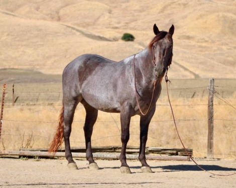 HorseID: 2308354 WRANGLERS A DRIFTER - PhotoID: 1092496