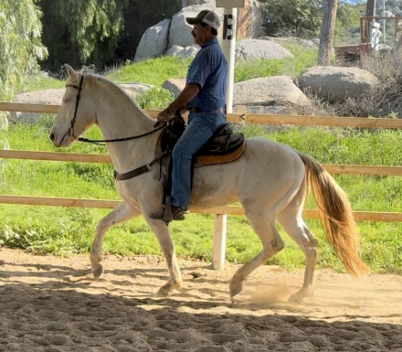 HorseID: 2308403 Destini - PhotoID: 1092549