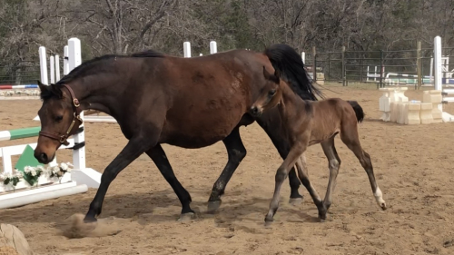 HorseID: 2308414 Giana - PhotoID: 1105072