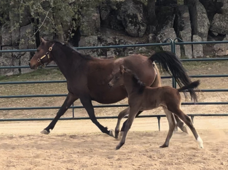 HorseID: 2308414 Giana - PhotoID: 1105073