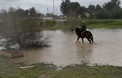 HorseID: 2308481 Django - PhotoID: 1092641