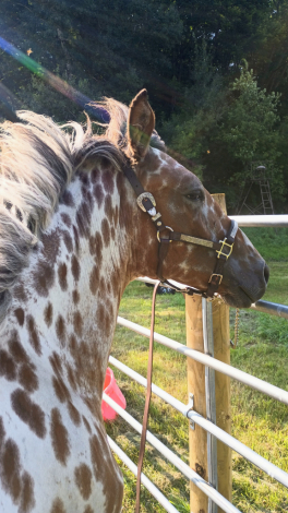 HorseID: 2308689 PMH Technikolor Hugh - PhotoID: 1104891