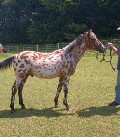 HorseID: 2308689 PMH Technikolor Hugh - PhotoID: 1104892