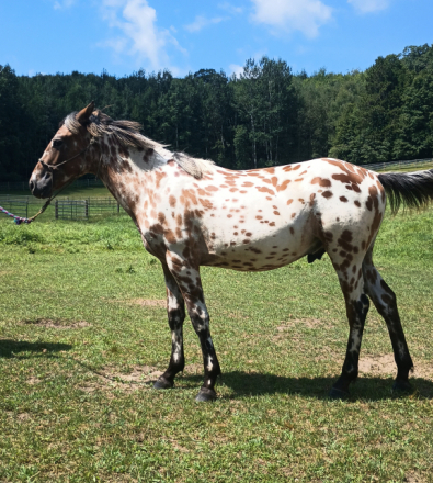 HorseID: 2308689 PMH Technikolor Hugh - PhotoID: 1104893