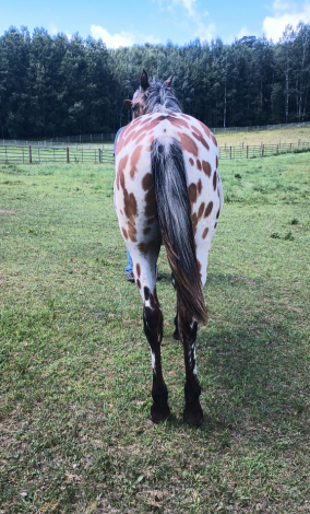 HorseID: 2308689 PMH Technikolor Hugh - PhotoID: 1104894
