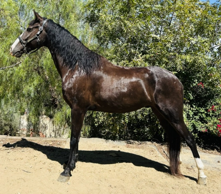HorseID: 2308756 Creed - PhotoID: 1104995
