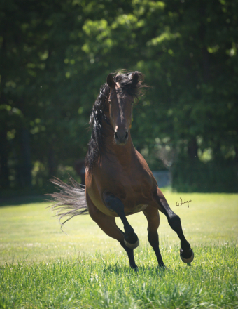 HorseID: 2308922 Manguito Atrevido - PhotoID: 1093213