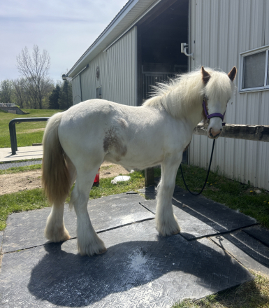 HorseID: 2309300 RF King's Town Kenston - PhotoID: 1093652