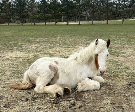 HorseID: 2309300 RF King's Town Kenston - PhotoID: 1093654