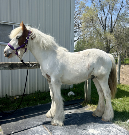 HorseID: 2309300 RF King's Town Kenston - PhotoID: 1093655