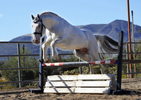 HorseID: 2309547 Pollux Vom Soonwald - PhotoID: 1094028