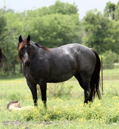 HorseID: 2310230 BLUE SMOKE N LIBBY - PhotoID: 1094866