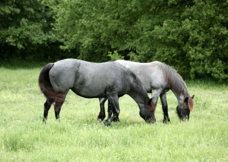 HorseID: 2310230 BLUE SMOKE N LIBBY - PhotoID: 1094867