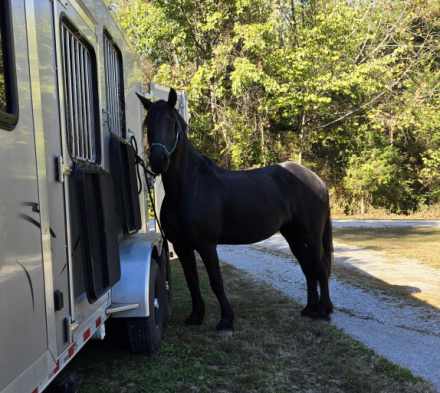 HorseID: 2310684 Angelita Alonso - PhotoID: 1103768