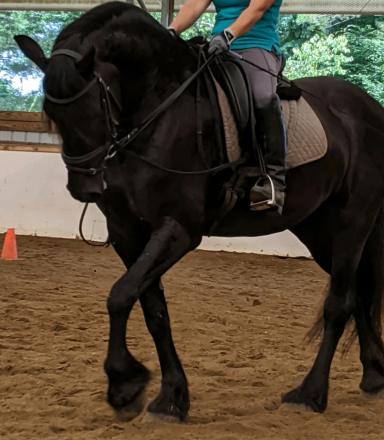 HorseID: 2310684 Angelita Alonso - PhotoID: 1103769