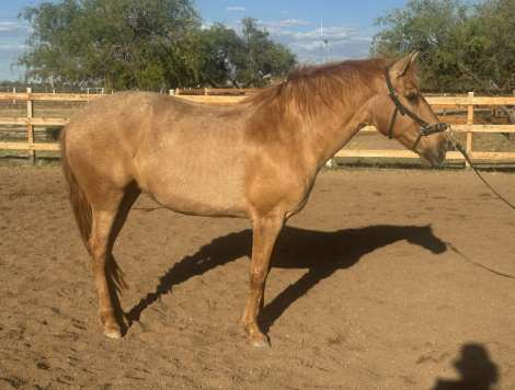 HorseID: 2311004 Mimosa - PhotoID: 1104011