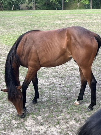 HorseID: 2311018 MISS BAMACOCK - PhotoID: 1102010