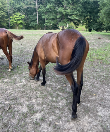 HorseID: 2311018 MISS BAMACOCK - PhotoID: 1102011